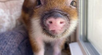 真的有靈性！孤兒小豬獲救「把寄養媽當親媽」　每天討親親：不可以停下來～